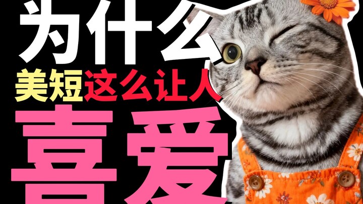 Why are American Shorthairs so beloved?