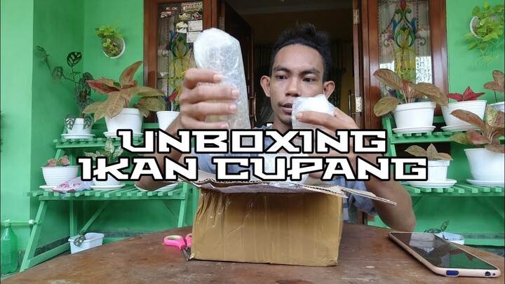UNBOXING 3 EKOR CUPANG SEKALIGUS - BETTA FISH