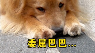 谁才是猫咪小院的掉毛怪…