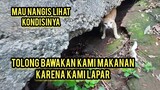 Momen Sedih Melihat Kondisi Kucing Jalanan Yang Tinggal Di Lorong Batu..!