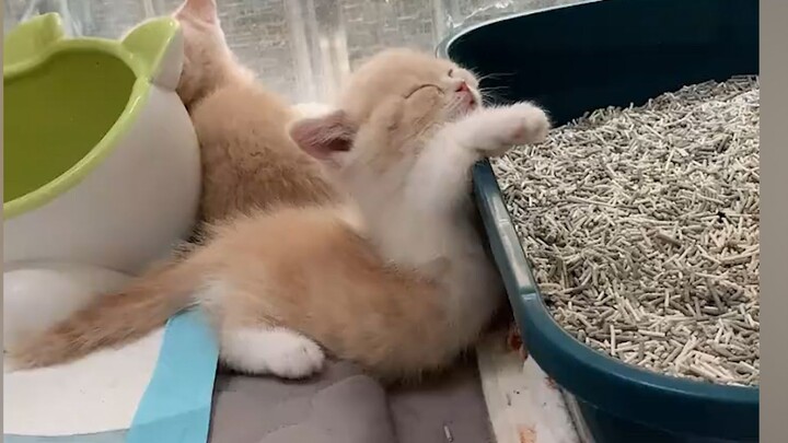 "Especially Struggling Household"