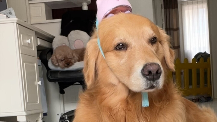 หมาขี้งก