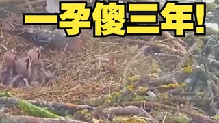 Eagle Mother: This is definitely not an illusion!