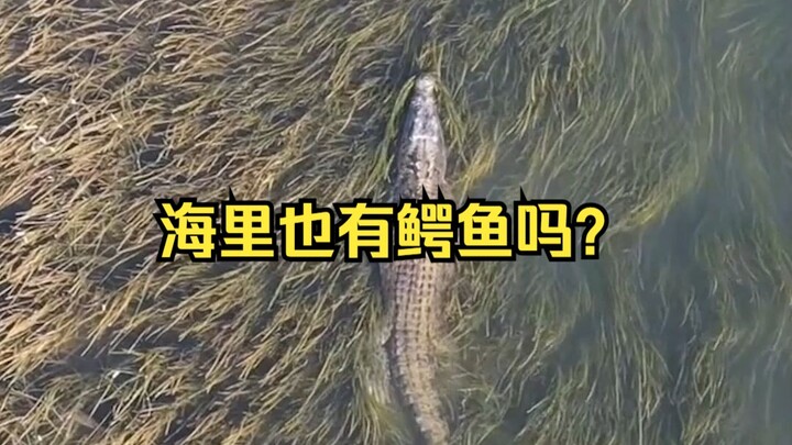 Are there crocodiles in the sea? Of course there are—namely the saltwater crocodile, the largest cro