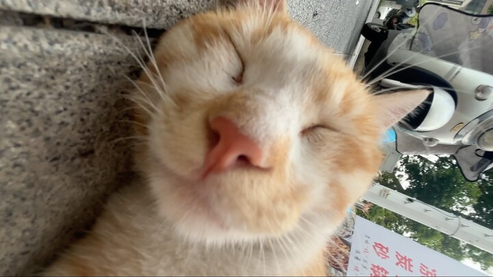 你永远无法叫醒一只装睡的猫