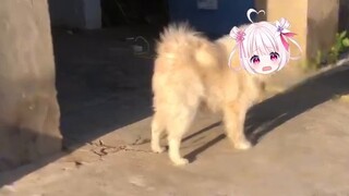 If the dog is too arrogant, it will also fail!!!