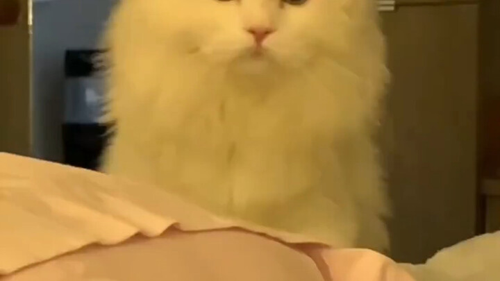 “Ma-AH” trong ngôn ngữ của mèo có nghĩa là “lại đây”, hãy mau tìm chú mèo cưng nhà bạn thử xem có hi