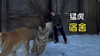 Those healing animal videos!