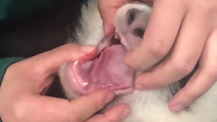 Checking the baby panda’s milk teeth—so darn cute and squeaky!
