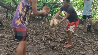 panalo mga idol pula na manok ang sa atin 🐓