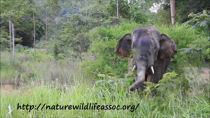 conversation with elephant