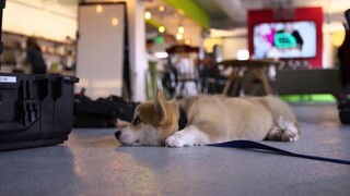 Corgi Puppy shot on RED EPIC DRAGON (4K UHD Footage)