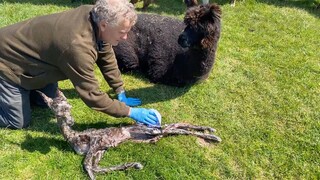 A Just Born Baby Alpaca