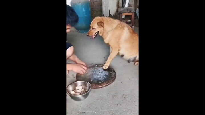 شو ممكن يكون عند الكلب نوايا سيئة؟ هذا الكلب صار شيطان!