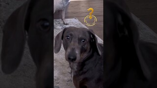 #56 Funniest Cats And Dogs videos 🐶🐱 #funny #animals #cuteanimals