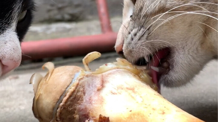Terlalu banyak kucing jalanan yang diadopsi, makanan kucingnya juga lumayan jelek, jadi sesekali dap