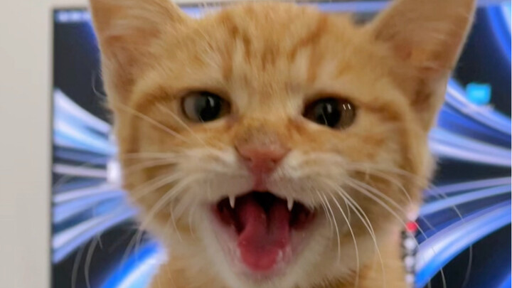 I feel like I can already picture what Little Orange will look like when she grows up.