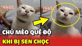 Chú mèo QUÊ ĐỘ khi bị Sen chọc CÓ KHÔNG GIỮ mất thì NGỒI CHỜ 😂 | Yêu Lu