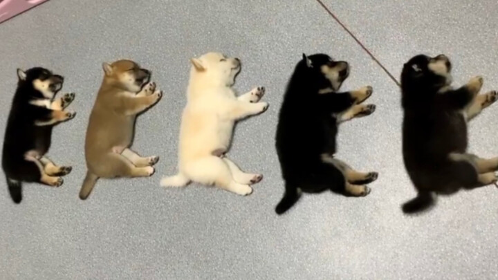 A Day at the Shiba Inu Kindergarten