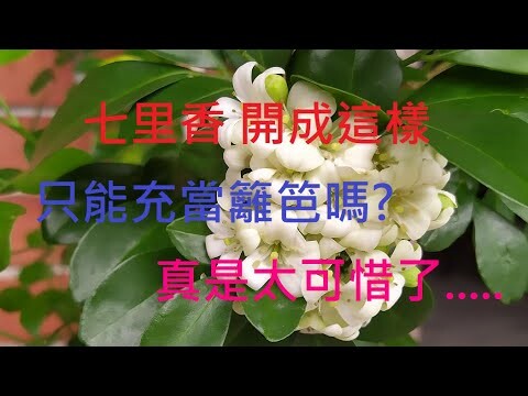 [七里香種植]01 七里香時常被拿來充當籬笆 但如何種可以既是籬笆又有樹的效果 又如繡球花開花的感覺 有興趣的可看一下....