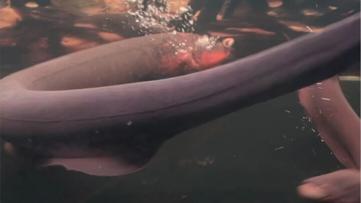 Don’t release these ferocious fish—seriously, it’s wreaking havoc on the ecosystem!