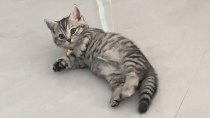 Anak kucing yang dibesarkan oleh Om Anjing