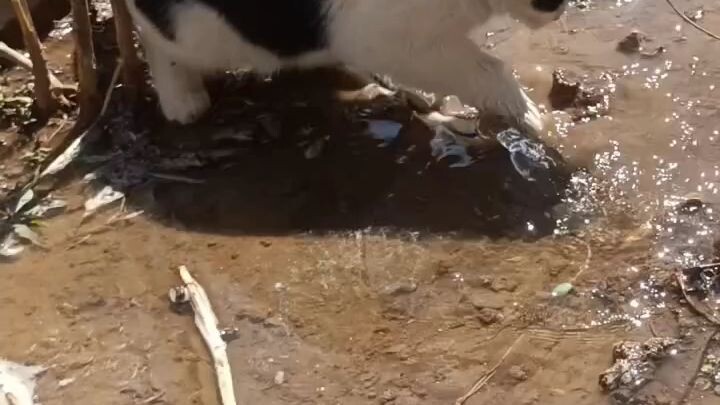 petakilan 😹#short #trending #viral #catlove