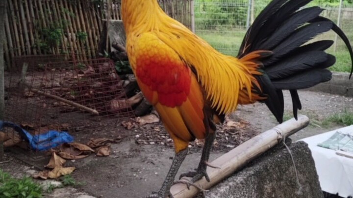 Beautiful Roosters (AI edits)