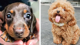 OMG CUTE BABY ANIMALS Videos Compilation CUTEST โมเมนต์ของสัตว์ 🐶 ลูกสุนัขน่ารัก 13