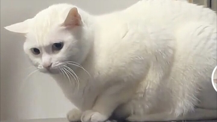 Sad Cat
