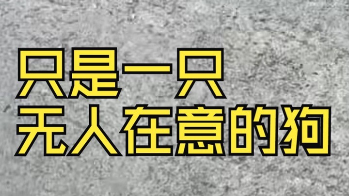 无人在意的旺财