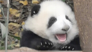 I have a bold idea, pandas and flowers