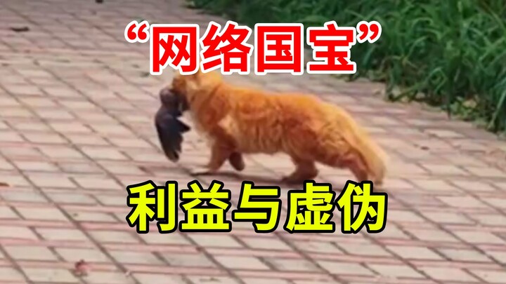 Kucing liar pun jadi “relik nasional” di dunia maya? ZZZQ? Ayo singkap kepalsuan para “pecinta kucin