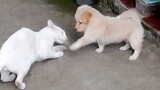 play fight of my cat 🐈 and dog 🐕....