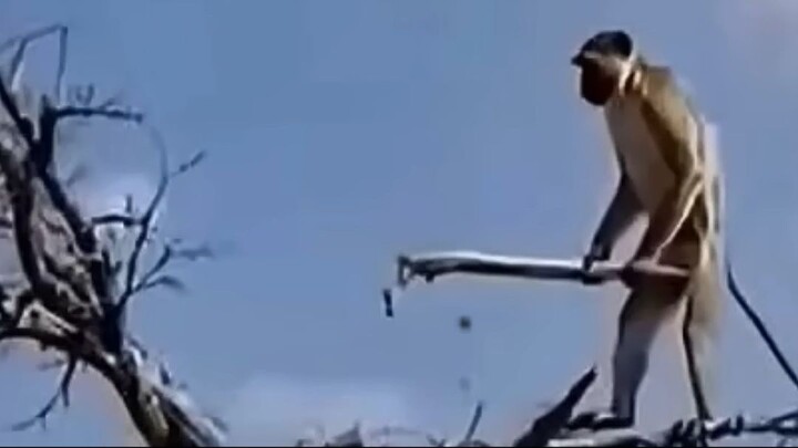 Leopardo caçando macaco no topo da árvore 😳🌳