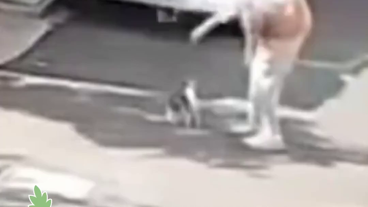 ปีศาจกลับมาอีกครั้ง: มหาวิทยาลัยวิทยาศาสตร์และเทคโนโลยีอู่ฮั่นไล่นักทารุณแมวออกจากสถาบัน ก่อนจะกลับม