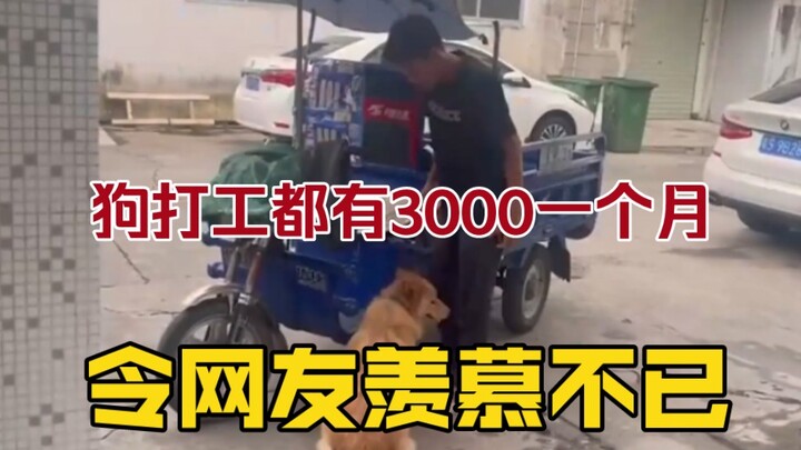 แม้แต่สุนัขทำงานยังได้เดือนละ 3,000 ทำเอาชาวเน็ตอิจฉาตาร้อน