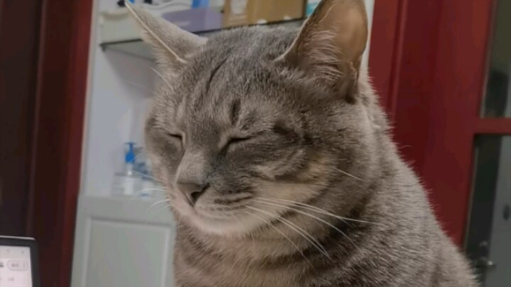 เมื่อแมวของคุณง่วงมาก แต่คุณก็ยังต้องทำงานต่อ