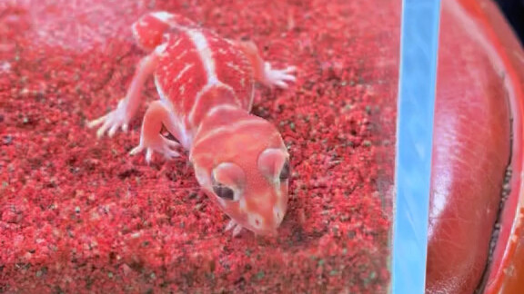 Charmander is here!