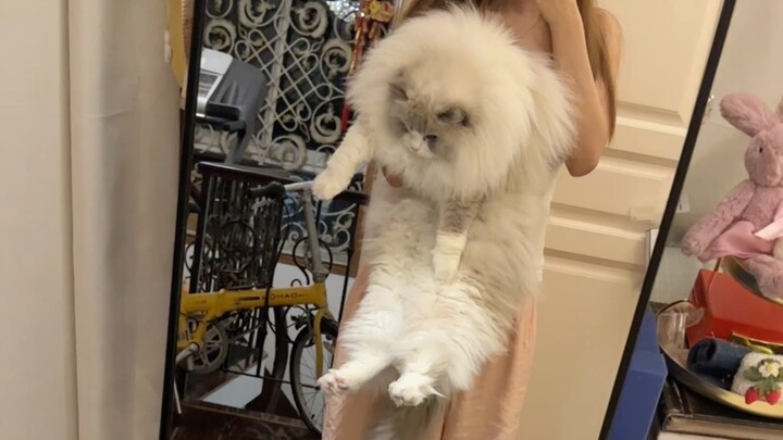 وزن فو تشو تشو... حدثت بعض المفاجآت الصغيرة جدًا جدًا جدًا جدًا