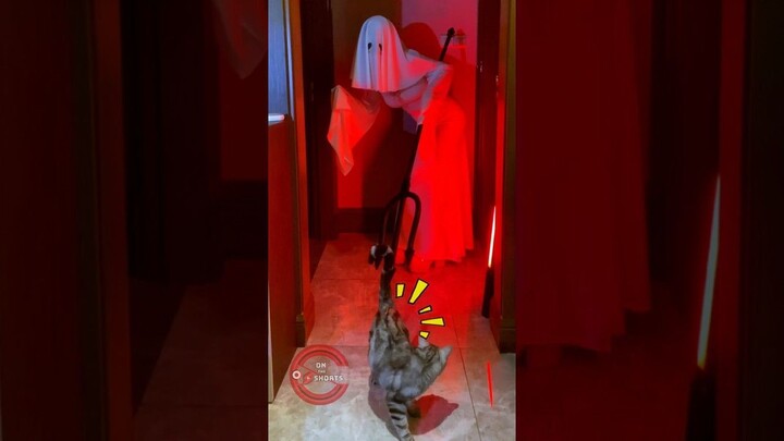 Trick or Treat Ghost Girl & Cat  Halloween Cosplay #shorts