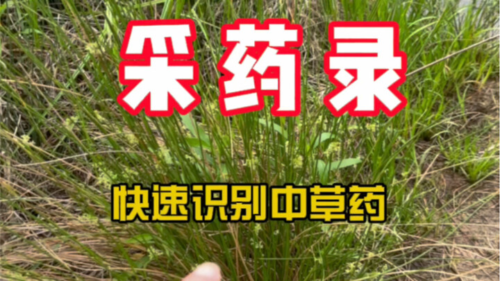 【سجل جمع الأعشاب】 هل رأيت؟ ها هي مجموعة أخرى من الأعشاب الصينية تصل مرة أخرى