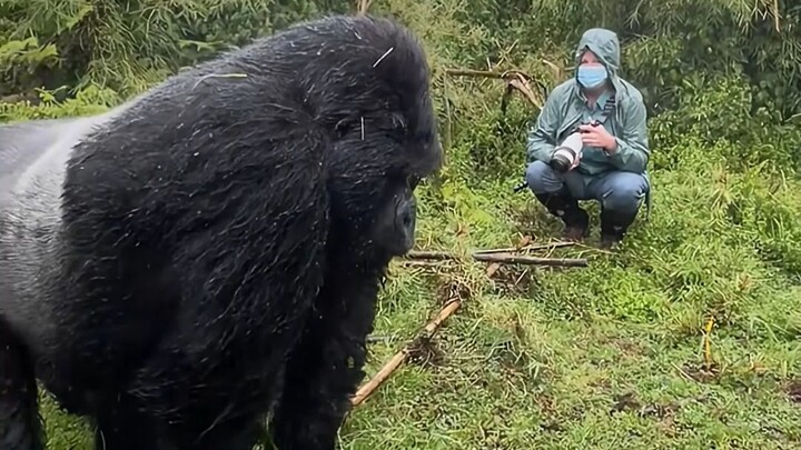 Apa yang harus dilakukan kalau bertemu gorila punggung-perak? Bisa nggak kamu lawan?