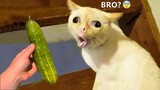 Funniest Animals - Best Of The 2022 Funny Animal Videos