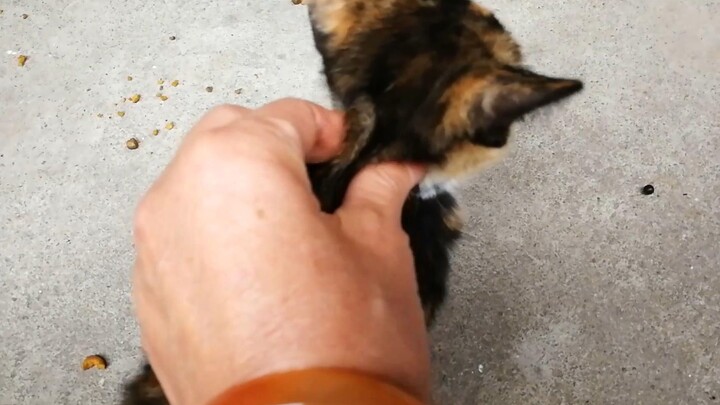 【Menemukan kucing】Catatan hari ke-4, mencengkeram kulit tengkuk takdir!