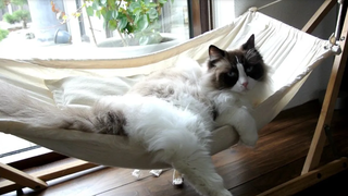 Timo The Cat และประสบการณ์เปลญวนของเขา (รวบรวม)