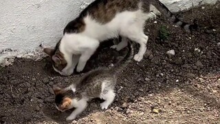 Mẹ mèo dạy mèo con đi vệ sinh mà không cần ị