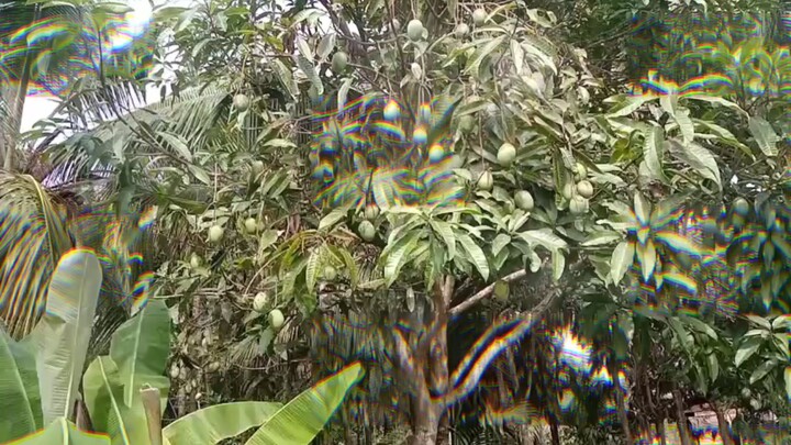 buah kueni banyak sekali
