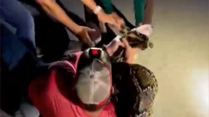 Zookeeper Recaptures Escaped Python!