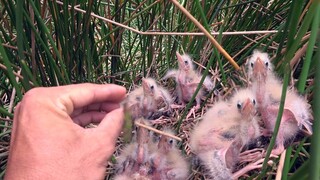 7 Ân Đi thăm tổ chim BÌM BỊP gặp nhiều tổ cò lửa